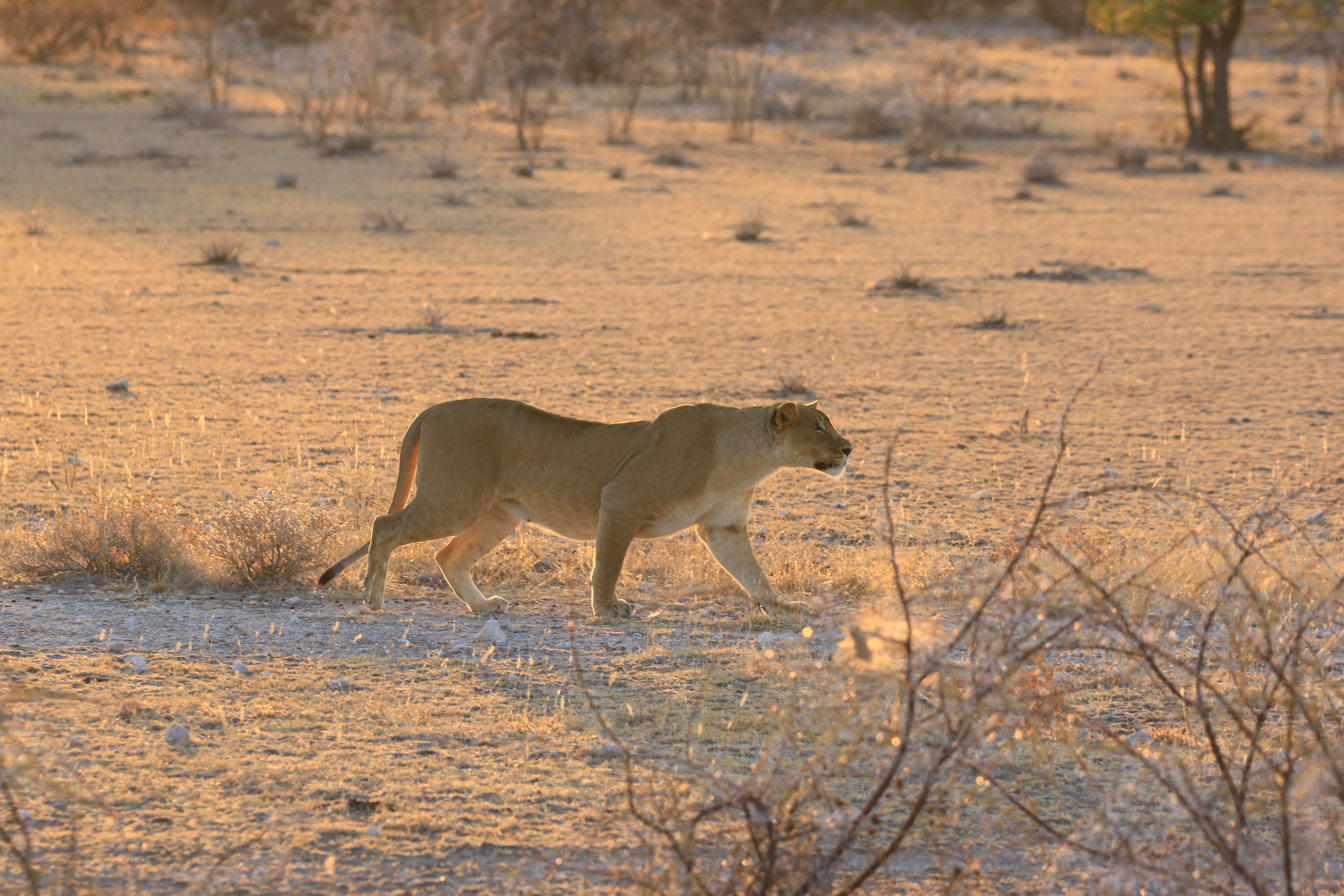 etosha lioness stalking oryx
