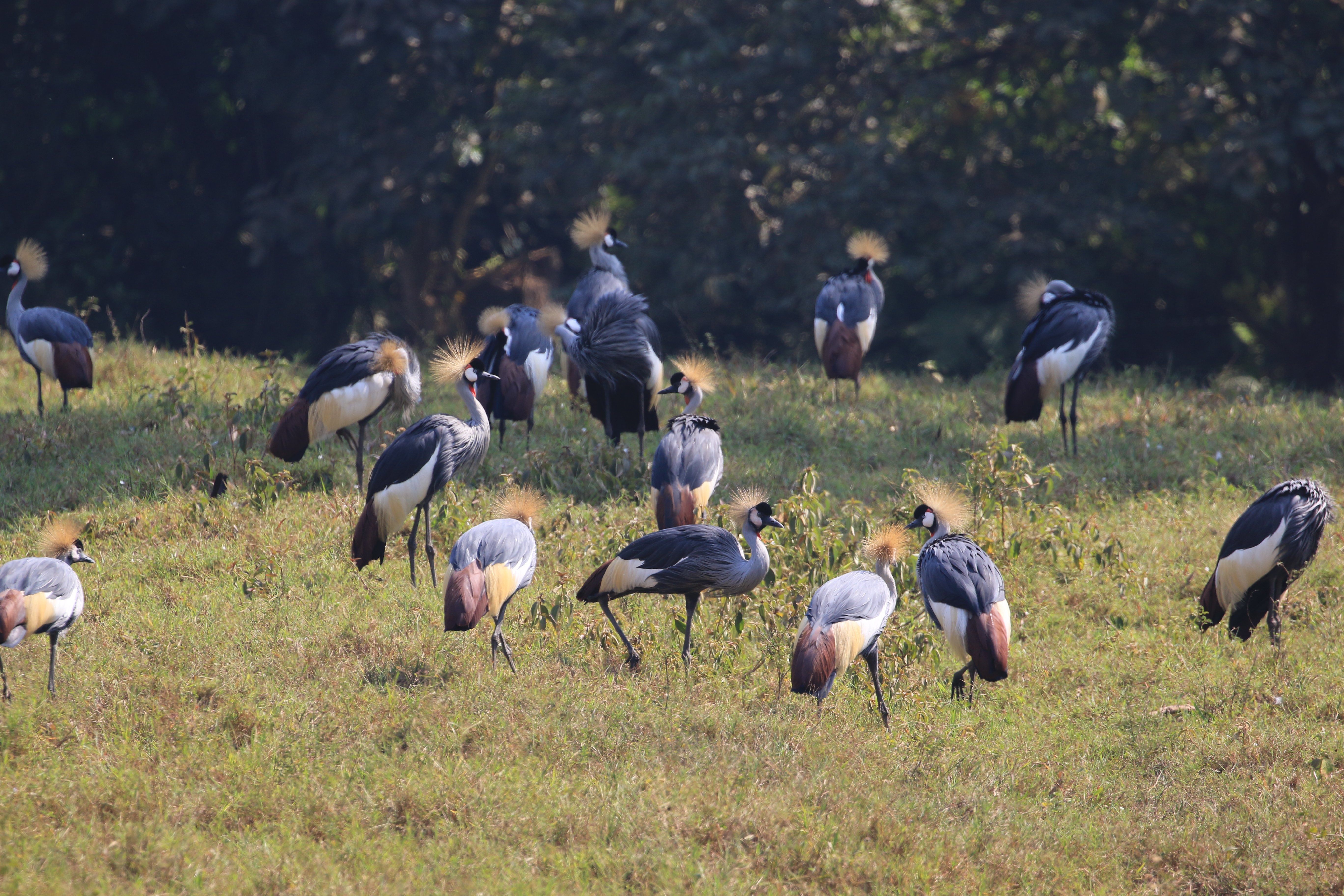 black crowned crane