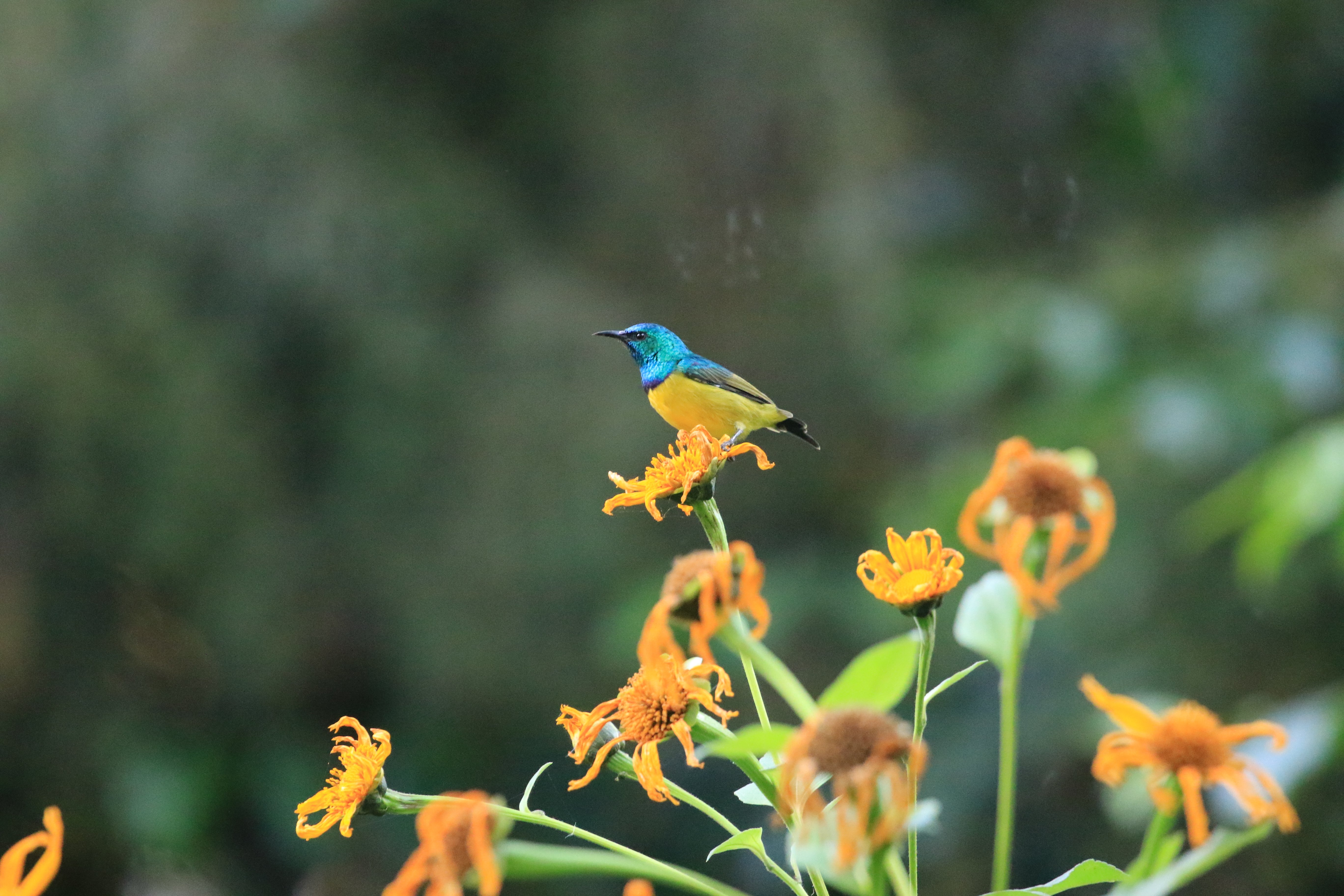 bird
