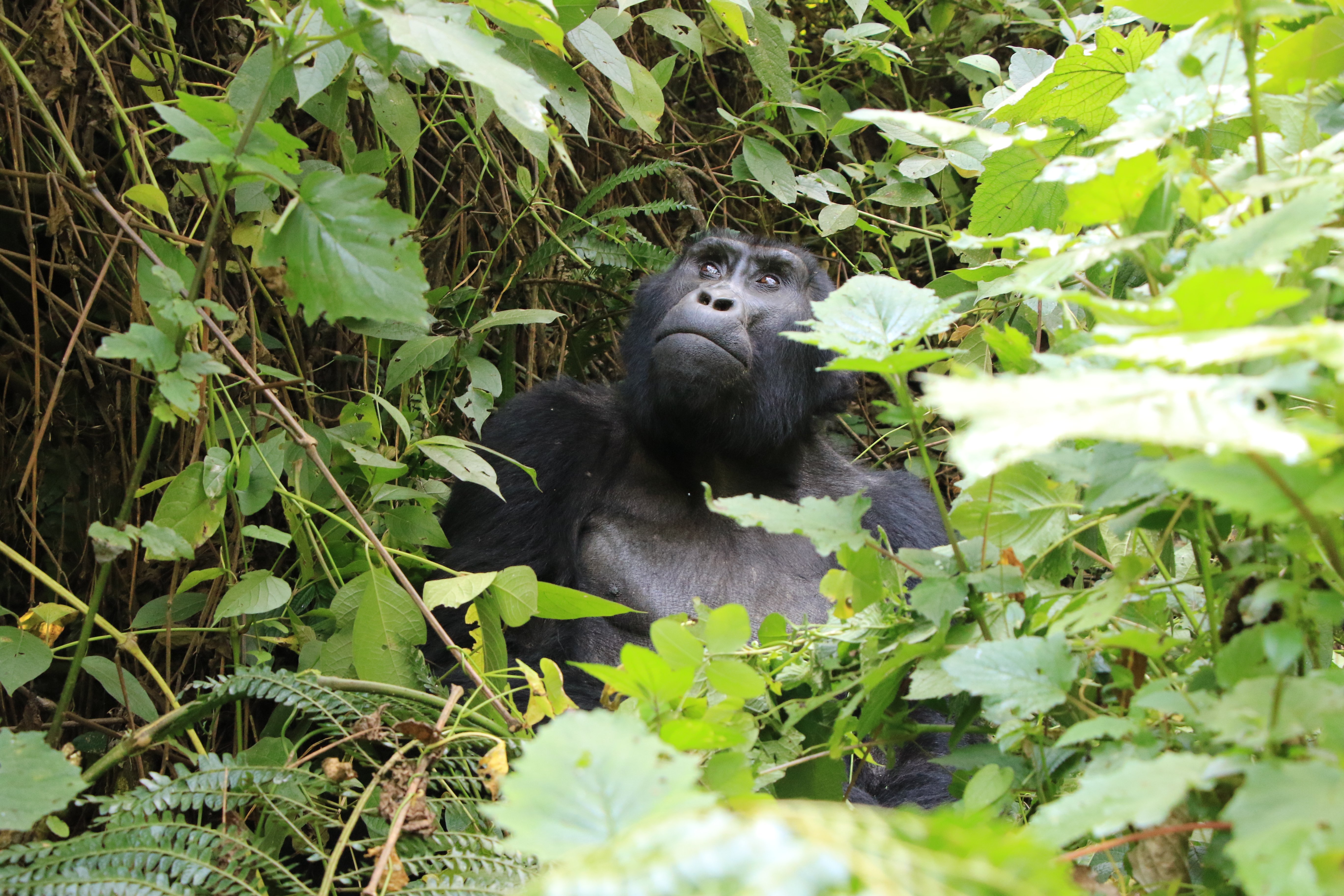 mountain gorilla