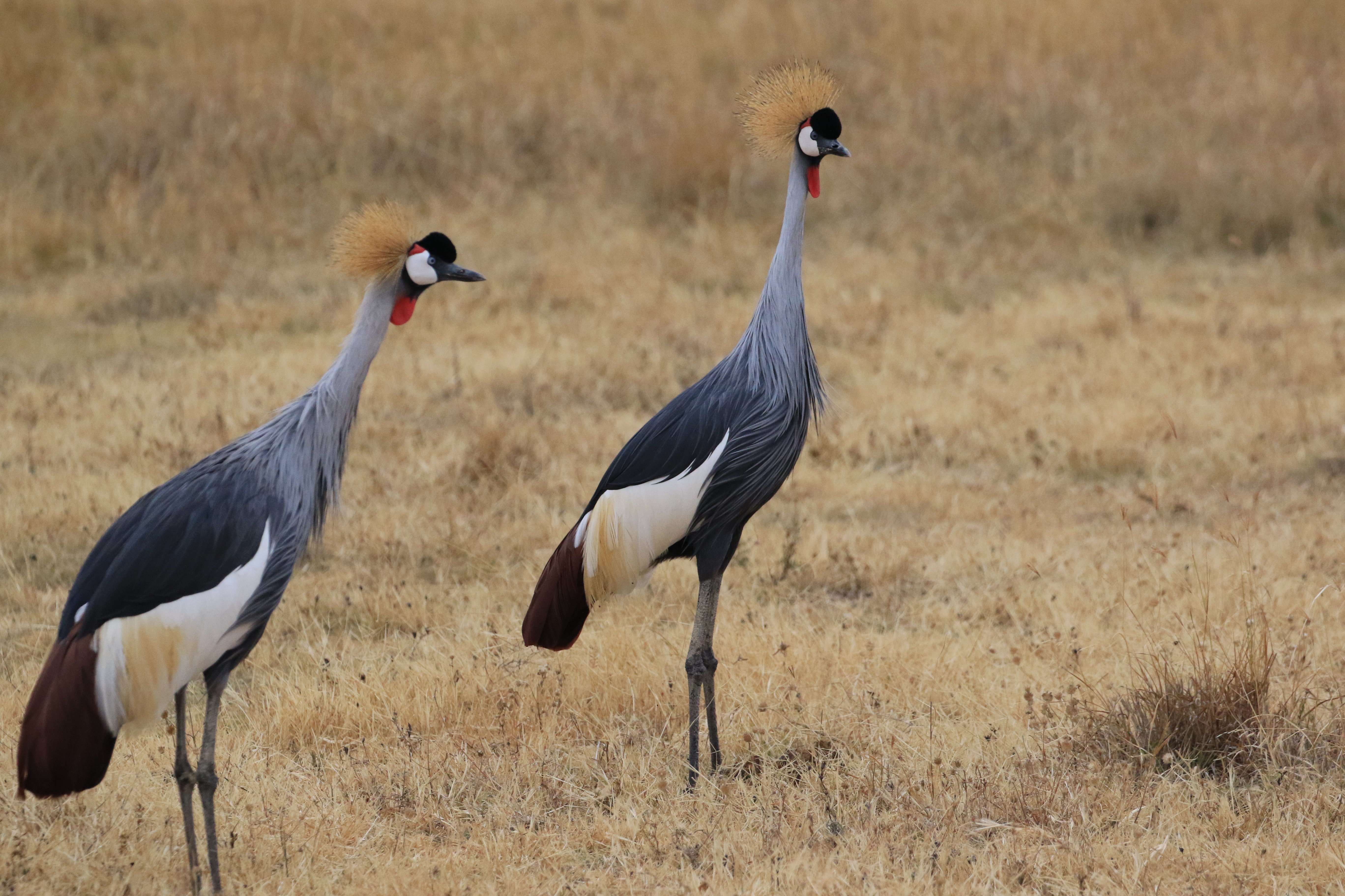 grey crowned crane ngorongoro crater