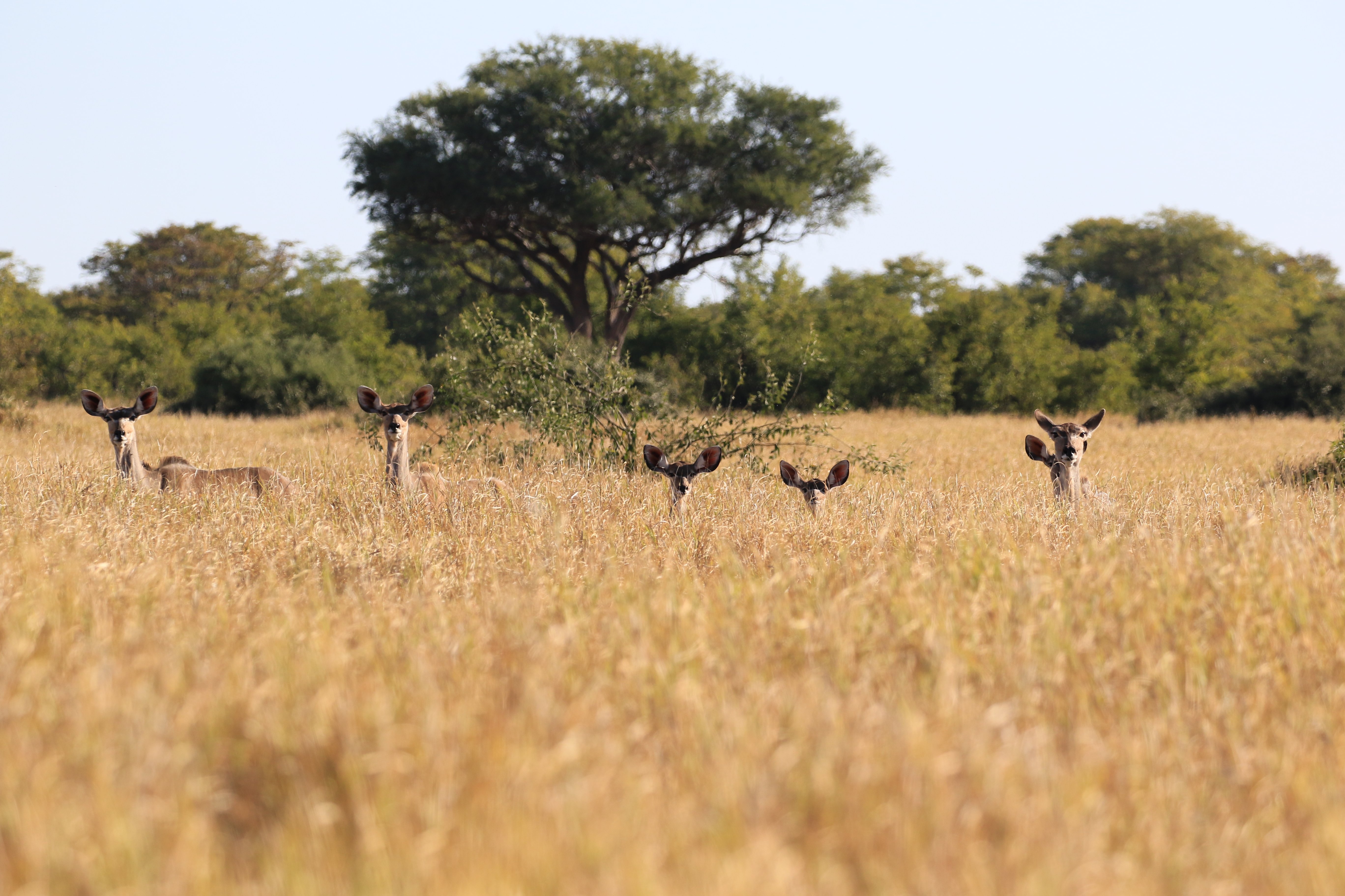 female kudu