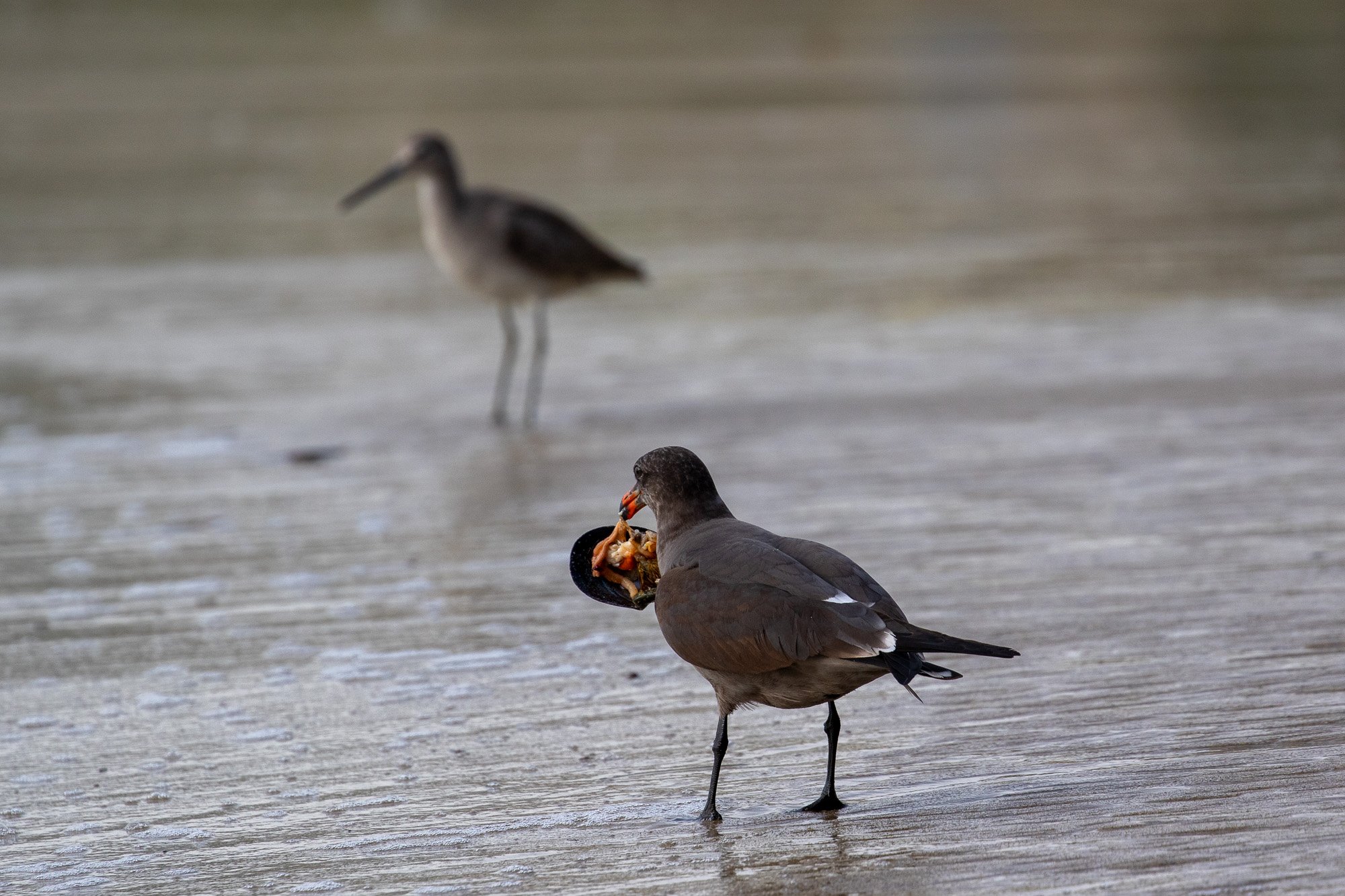 Seagull and Willet