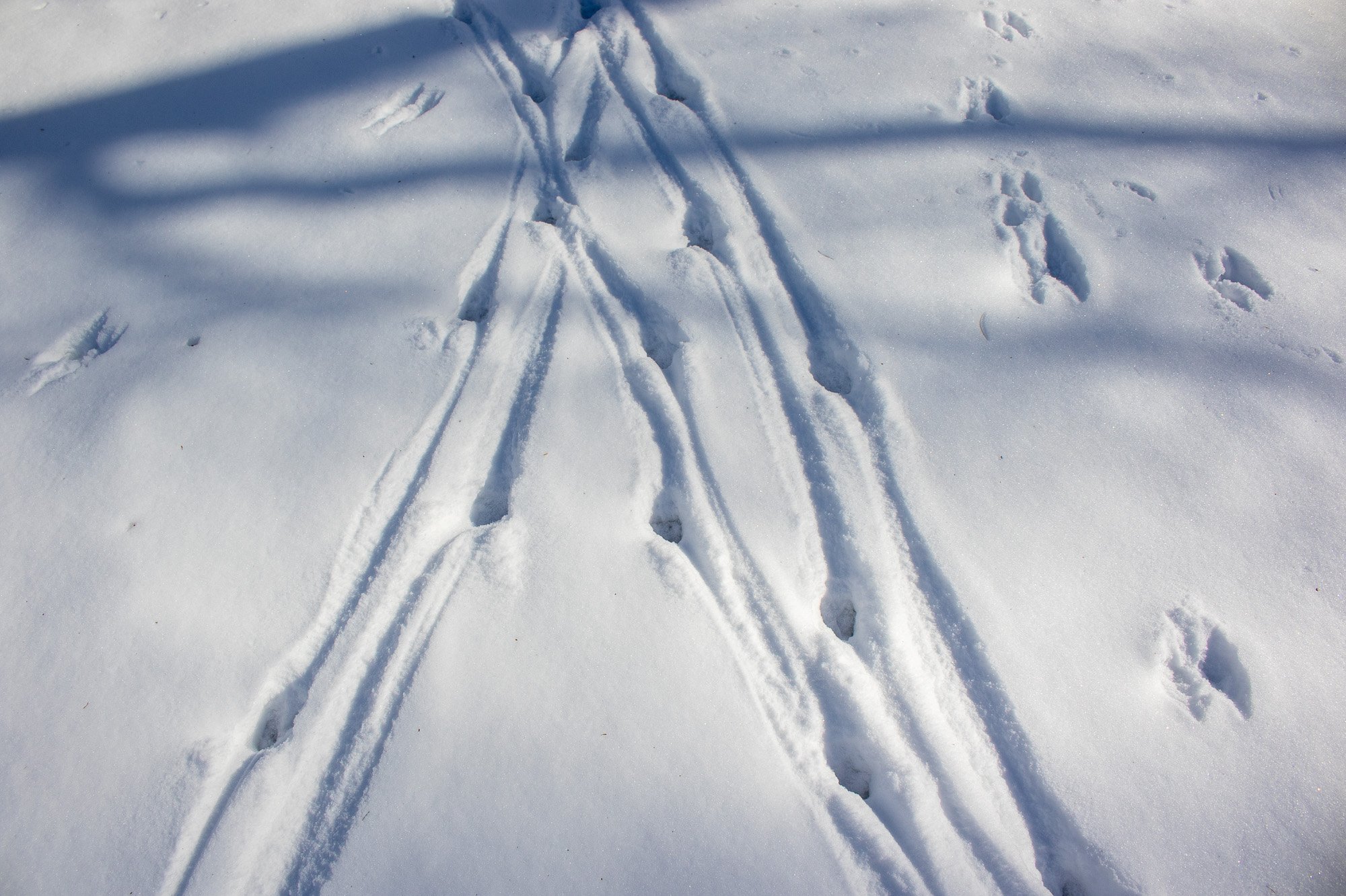 footprints