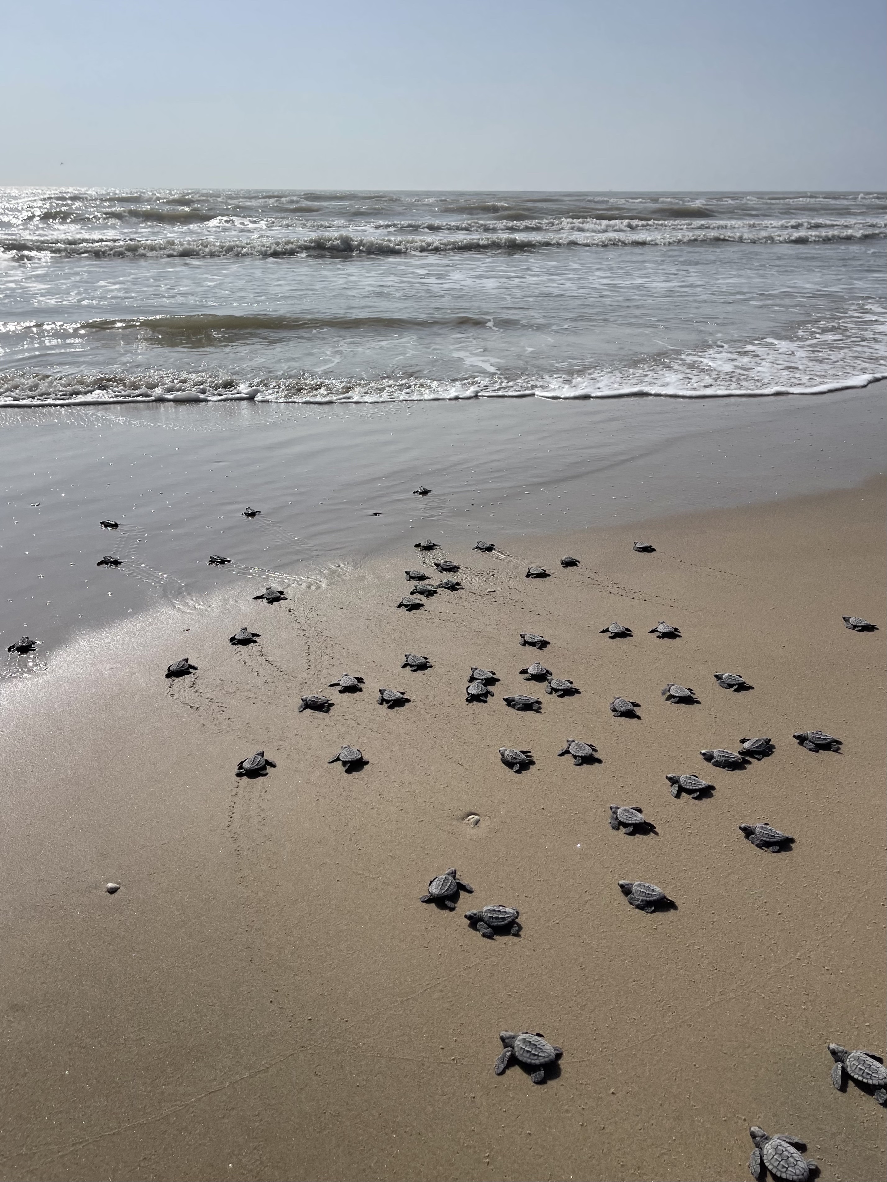 sea turtle inc for site experience section 33